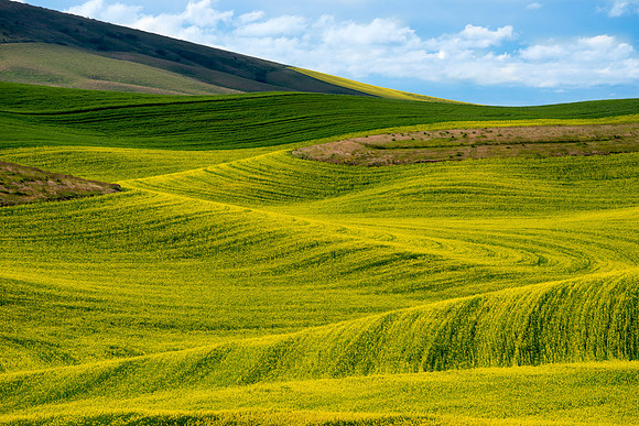 Rolling Hills of the Palouse
