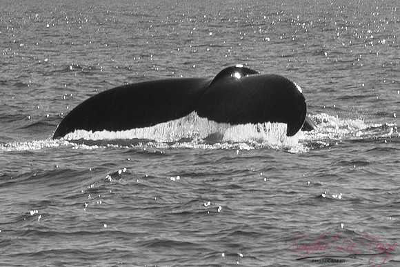 Whale of a Tale