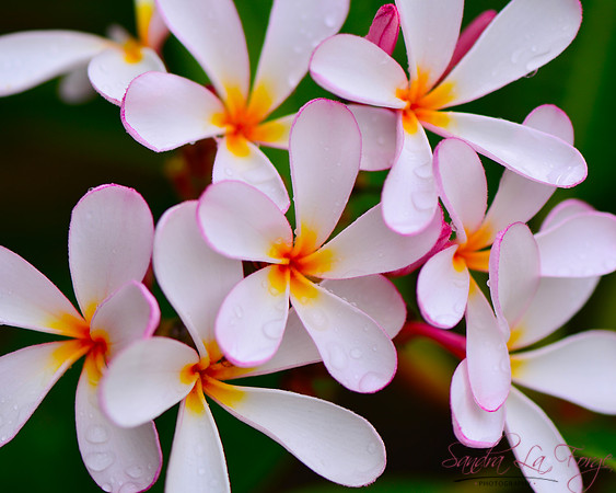 Happy Hawaiian Plumeria