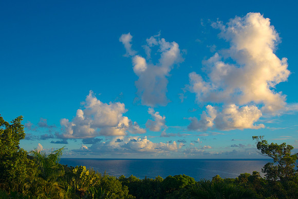 Morning Kauai Coffee