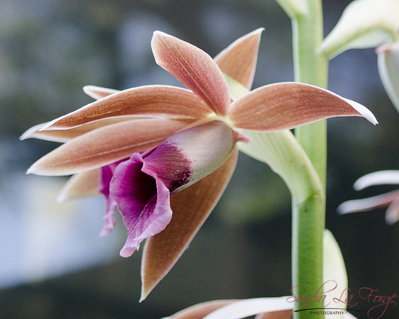 Orchid
