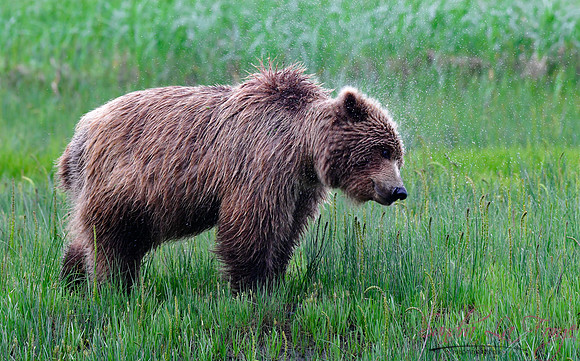 Alaska-41