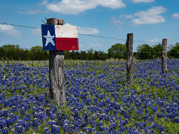 Texas Wildflowers