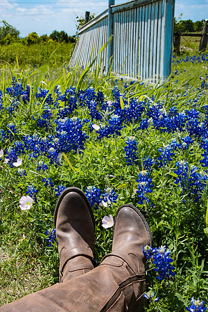 Texas Wildflowers