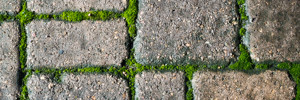 Moss Grows