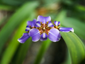 Flower Power