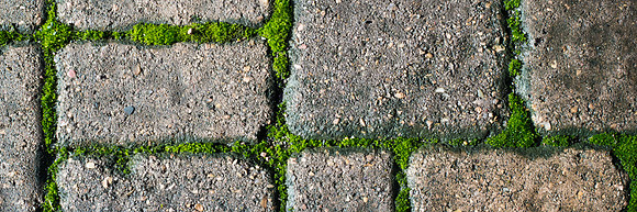Moss Grows