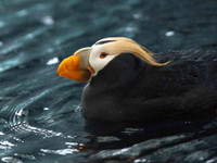 Alaska-5