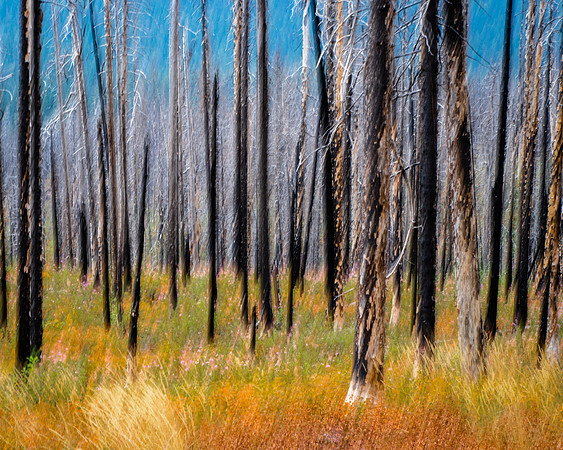 BURNT FOREST in Glacier National Park