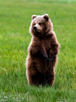 Alaska-39