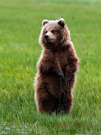 Alaska-39