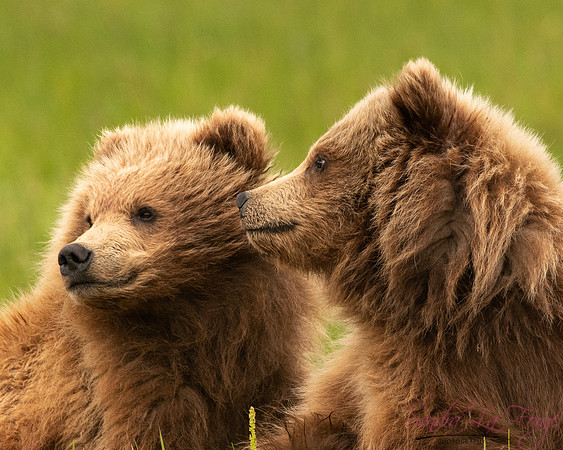 Alaska-37