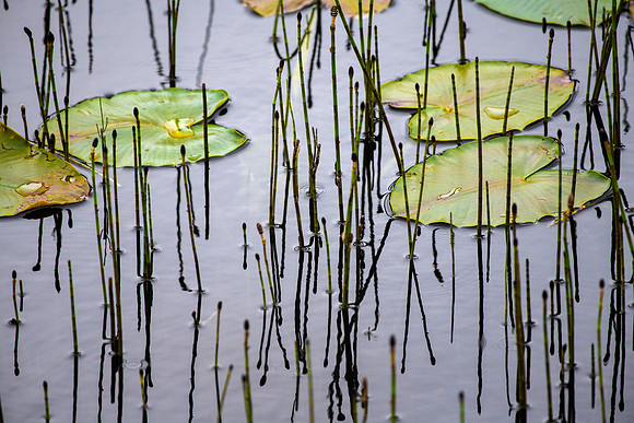 LILY PADS of Alaska