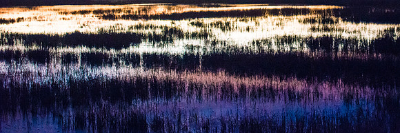 The WETLANDS