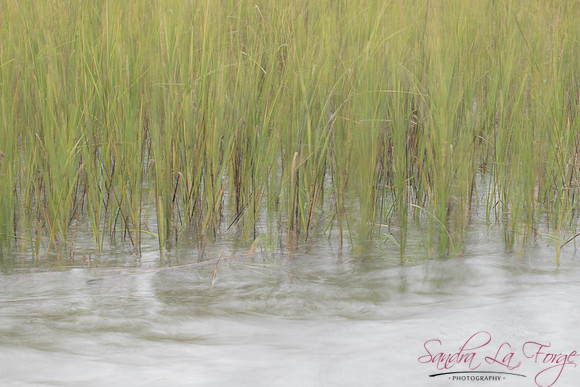 Seagrass in Motion