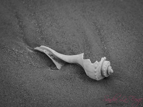 Beach Treasure
