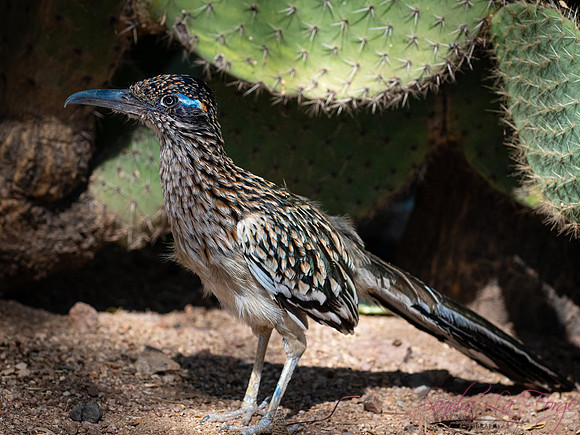 The Roadrunner