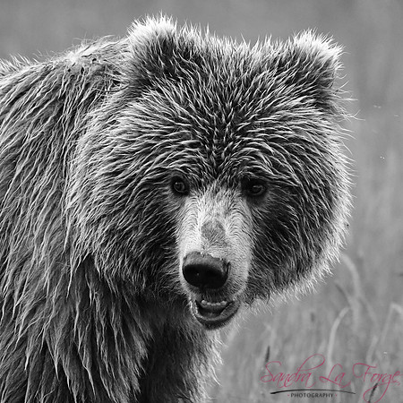 Big Brown Bear
