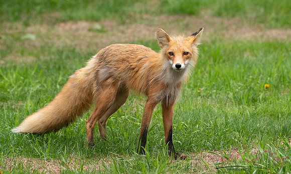 FOXY LADY
