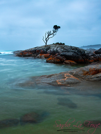 Aussie Tree
