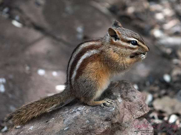 Tiny