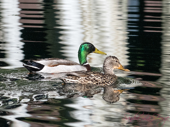 Love Birds