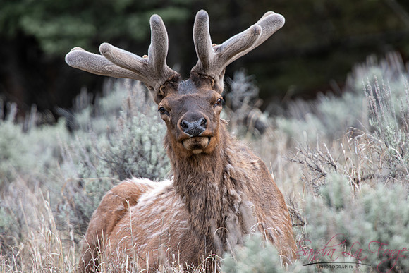 Rudolph