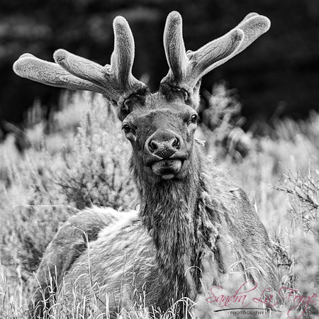 Rudolph