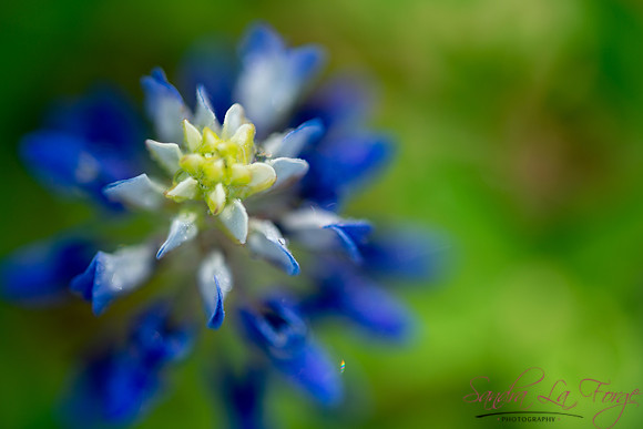 Texas Bluebonnet