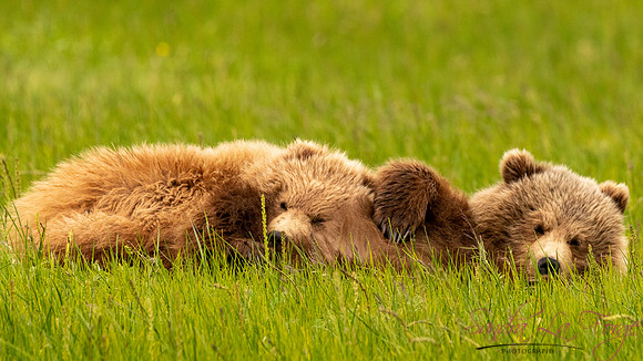 Alaska-36