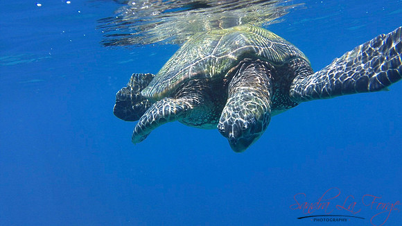Turtle, Honolua Bay, Maui