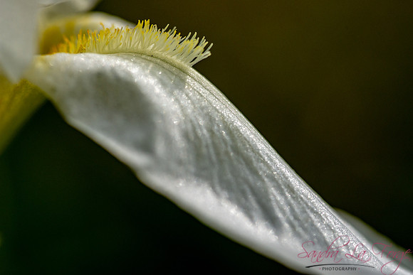 Petal
