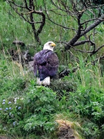 Alaska-48