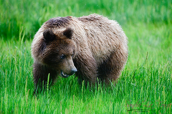 Alaska-59