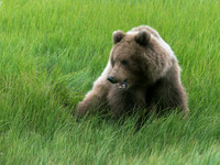 Alaska-34
