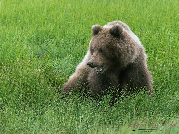 Alaska-34