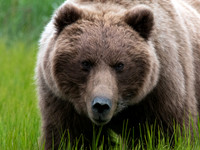 Alaska-35