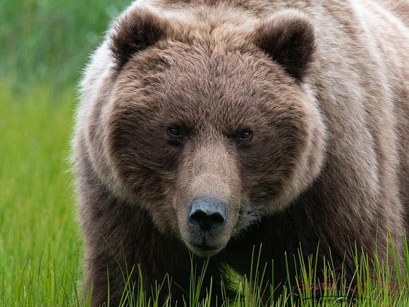 Alaska-35
