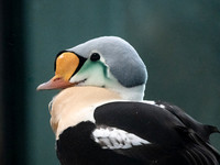 Alaska-8