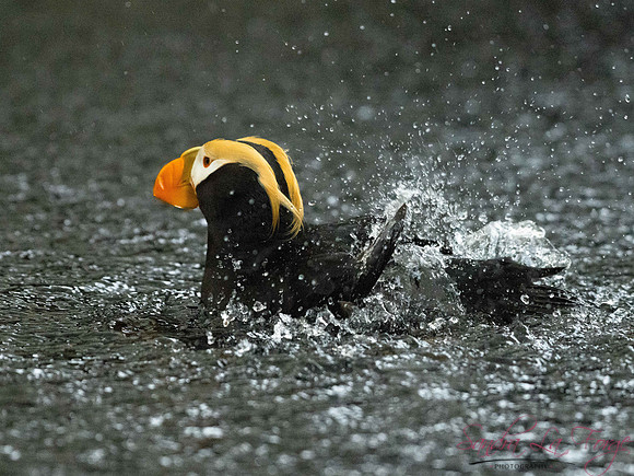 Splish Splash