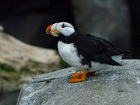 Alaska-4
